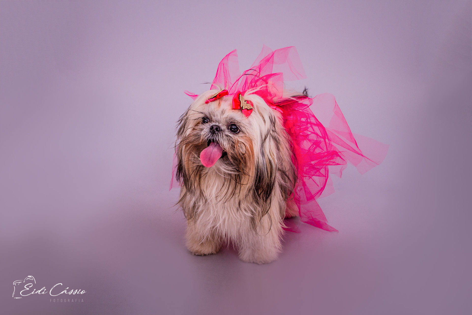 Foto Ensaio - Pet - Mel - Imagem 4