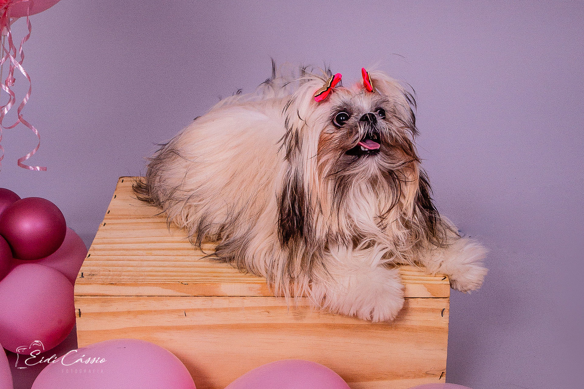 Foto Ensaio - Pet - Mel - Imagem 0