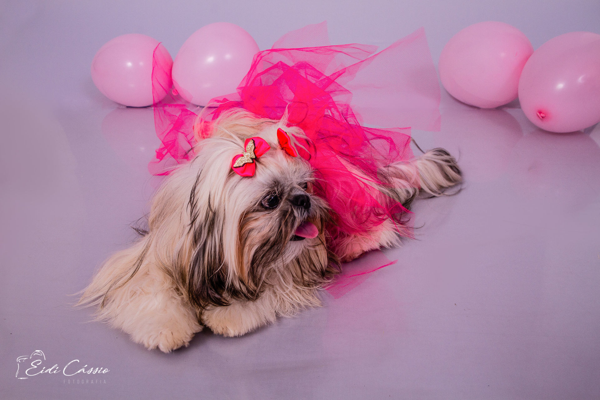 Foto Ensaio - Pet - Mel - Imagem 3