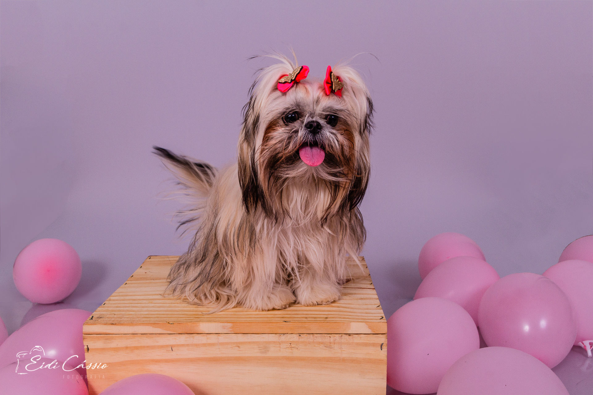 Foto Ensaio - Pet - Mel - Imagem 2