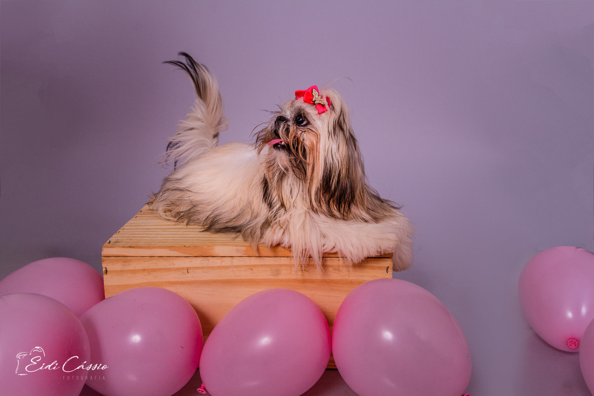 Foto Ensaio - Pet - Mel - Imagem 1