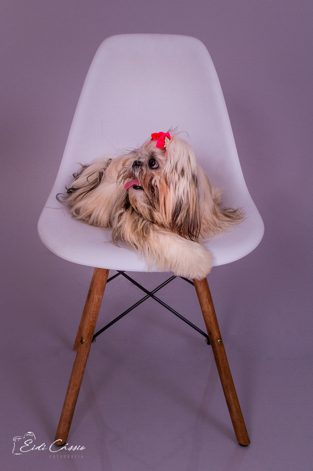 Foto Ensaio - Pet - Mel - Imagem 11